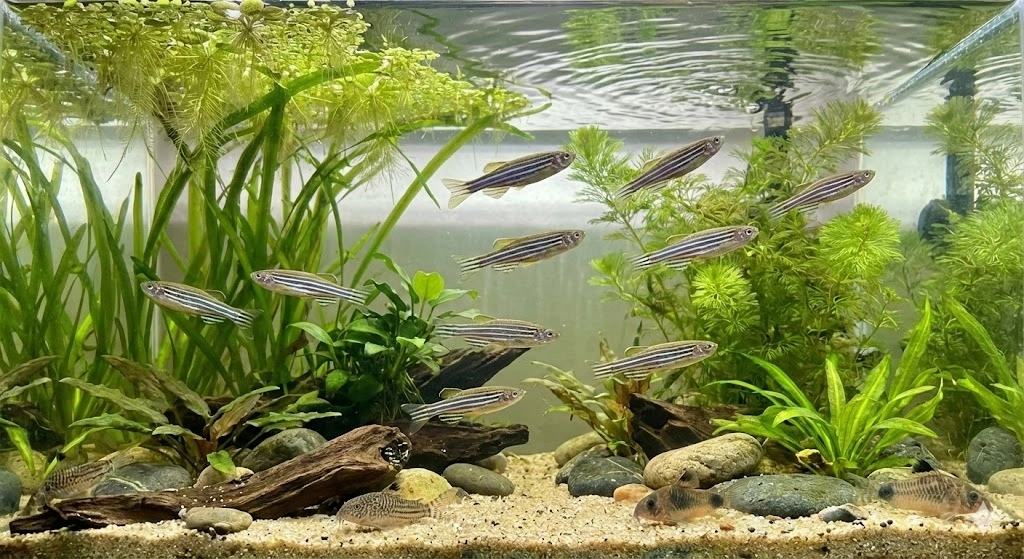 Zebrafisk (Brachydanio rerio) – Den livlige selskabsfisk til dit akvarium